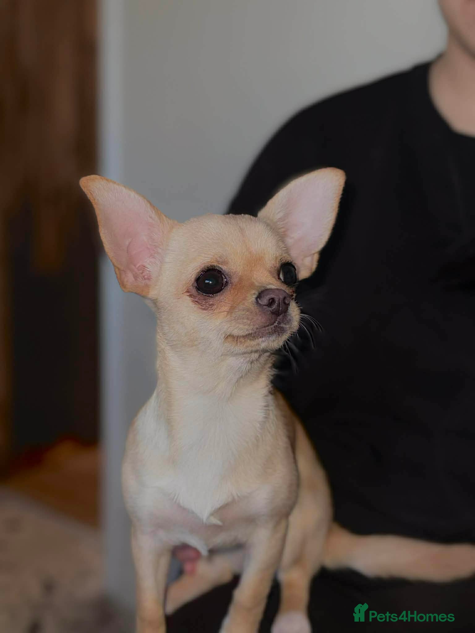 Chihuahua dogs chihuahua  - Advert 1