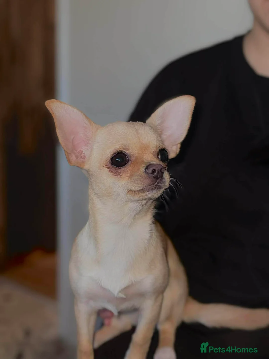 Chihuahua dogs for sale: chihuahua  - Advert 1