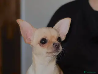 Chihuahua dogs chihuahua - Advert 1