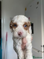 Cavapoo dogs - Advert 7