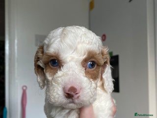 Cavapoo dogs - Advert 2