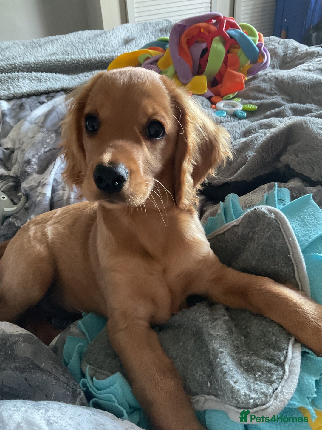 Cockapoo dogs for sale: Rusty  - Image 5