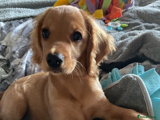 Cockapoo dogs - Advert 26