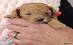 Mixed Breed dogs for sale: BEAUTIFUL SMALL MALTIPOO  BABY'S  - Image 12