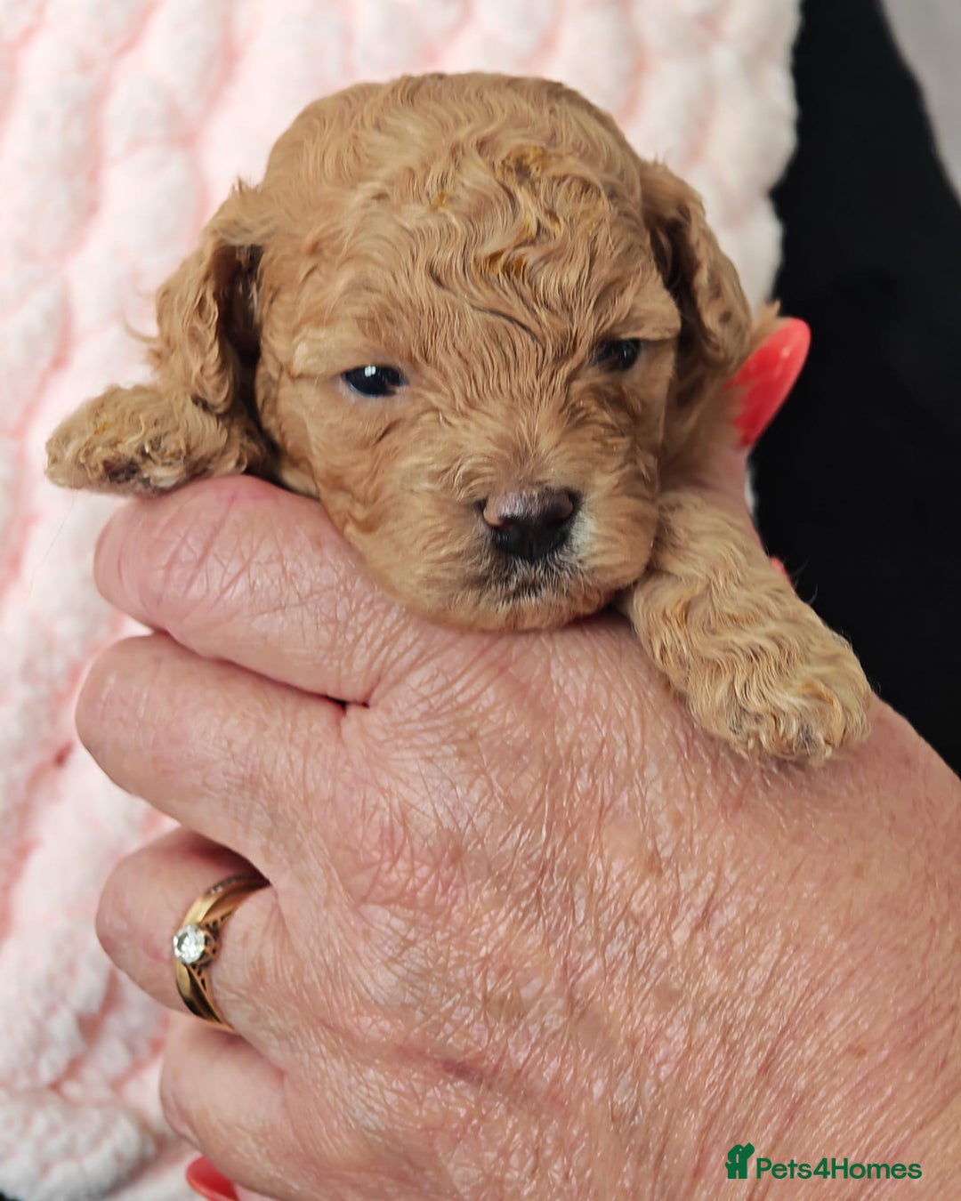 Mixed Breed dogs for sale: BEAUTIFUL SMALL MALTIPOO  BABY'S  - Image 12