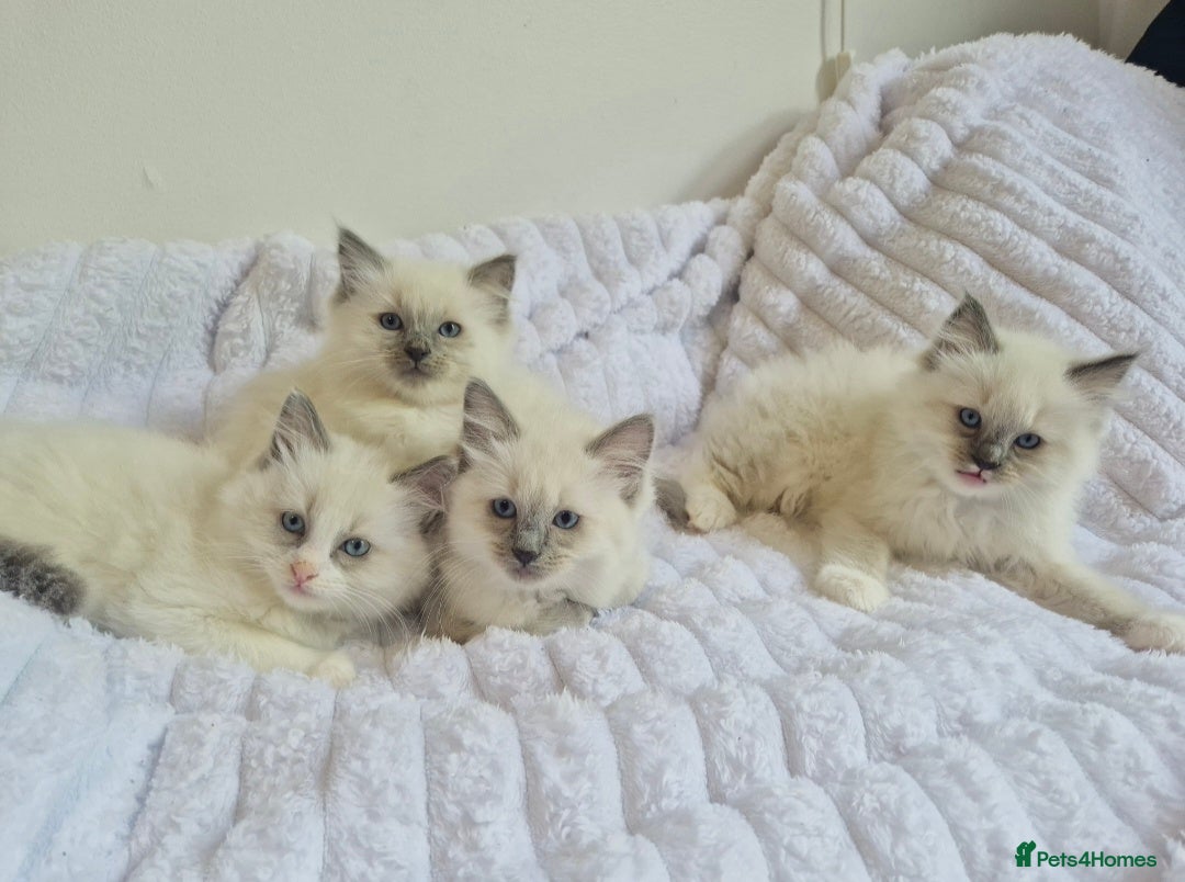 Ragdoll cats Ragdoll kittens (4 boys left)  - Advert 12