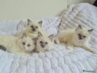 Ragdoll cats Ragdoll kittens (4 boys left) - Advert 12