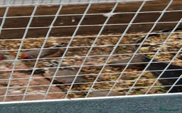 Finches birds for sale: Young Zebra finches for sale in East London E12 - Image 5