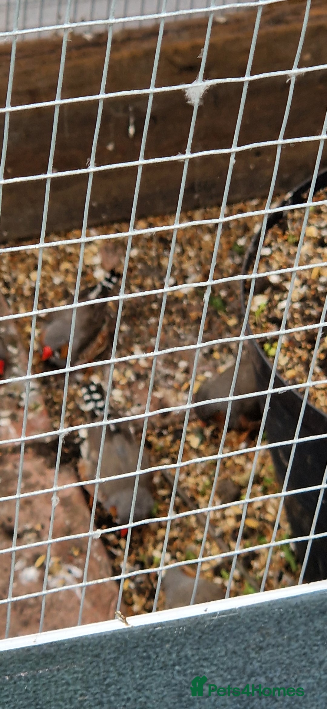 Finches birds for sale: Young Zebra finches for sale in East London E12 - Image 5