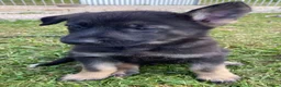 German Shepherd dogs for sale: Working Line German Shepherd Puppies - Cornwall in Hayle - Advert 39