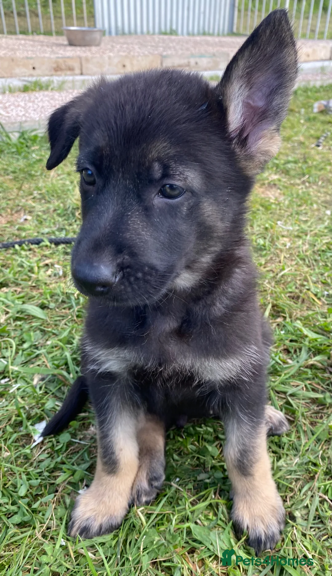 German Shepherd dogs for sale: Working Line German Shepherd Puppies - Cornwall in Hayle - Advert 39
