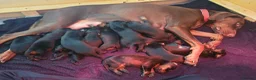 Dobermann dogs for sale: ☆☆ Doberman puppies Top class line ☆☆ - Advert 3