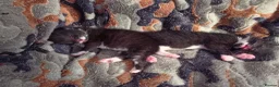 Mixed Breed cats for sale: Two beautiful black and white boy kittens - Advert 16