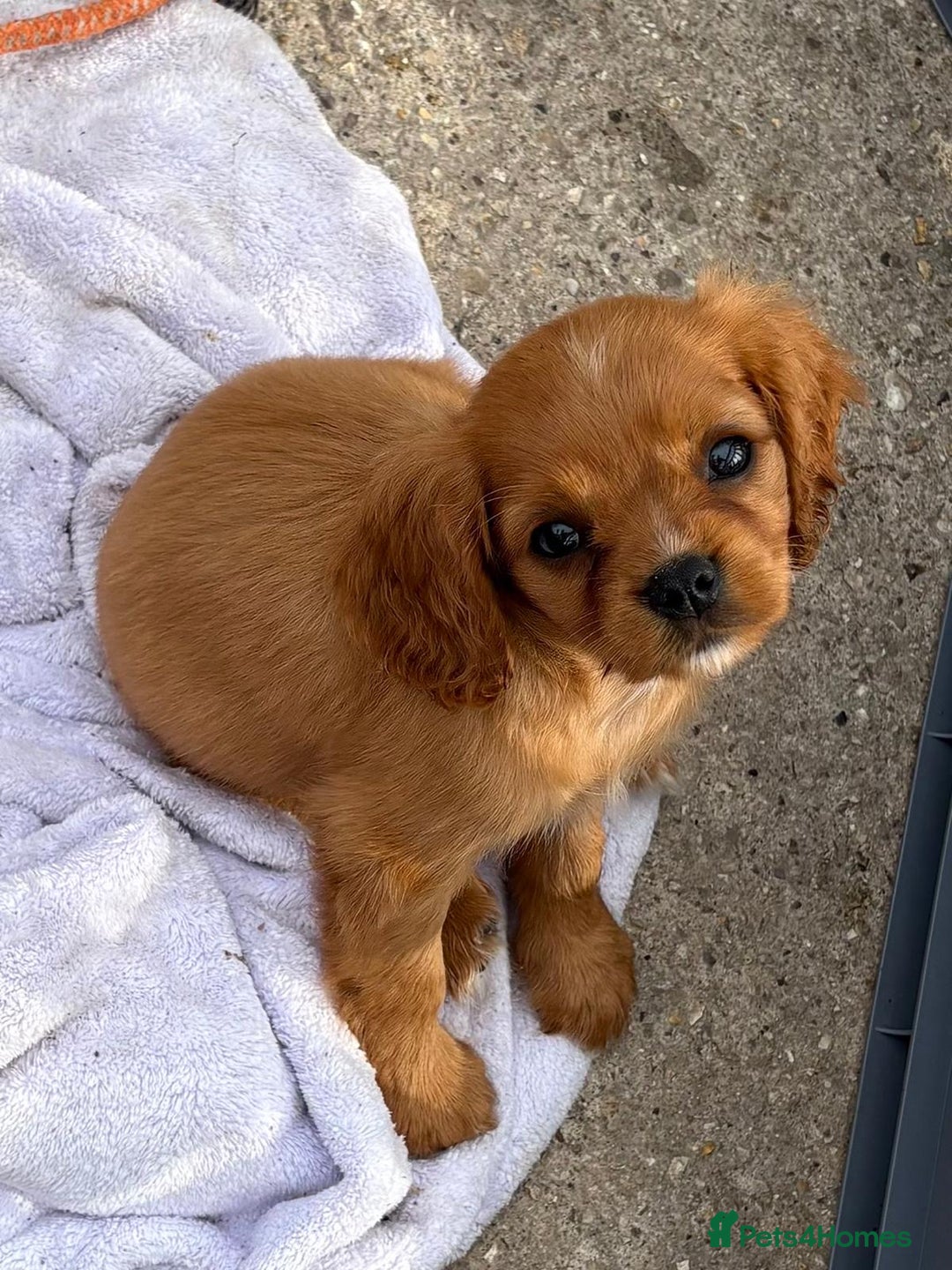 Cockalier dogs for sale: Gorgeous Cockalier Puppies… - Image 11