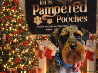 Schnoodle dogs RARE coloured mini schnoodle - Stud - Advert 22