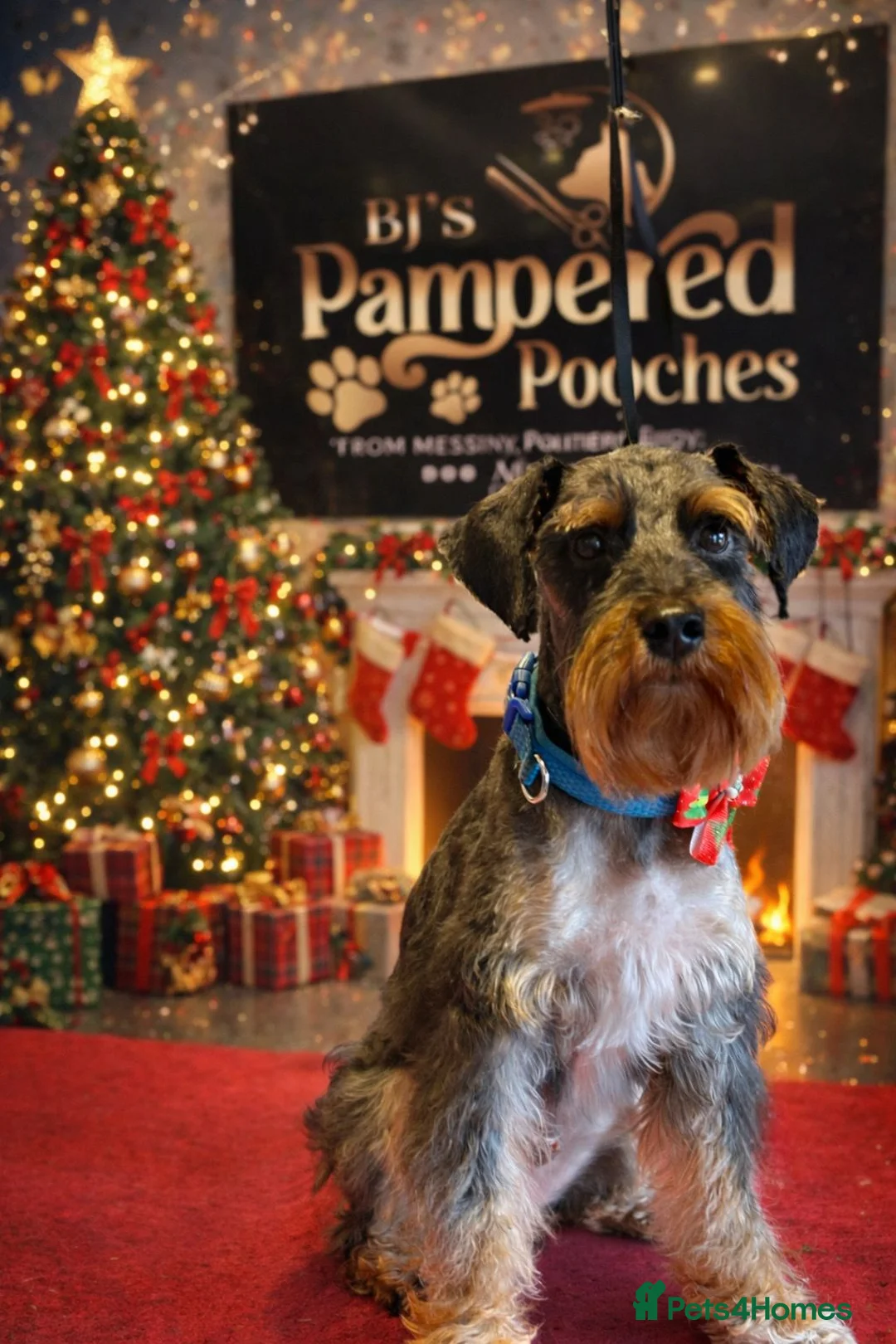 Schnoodle dogs for stud: RARE coloured mini schnoodle - Stud  - Advert 1