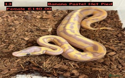 Python Snake reptiles for sale: Baby Ball Python's - Advert 13