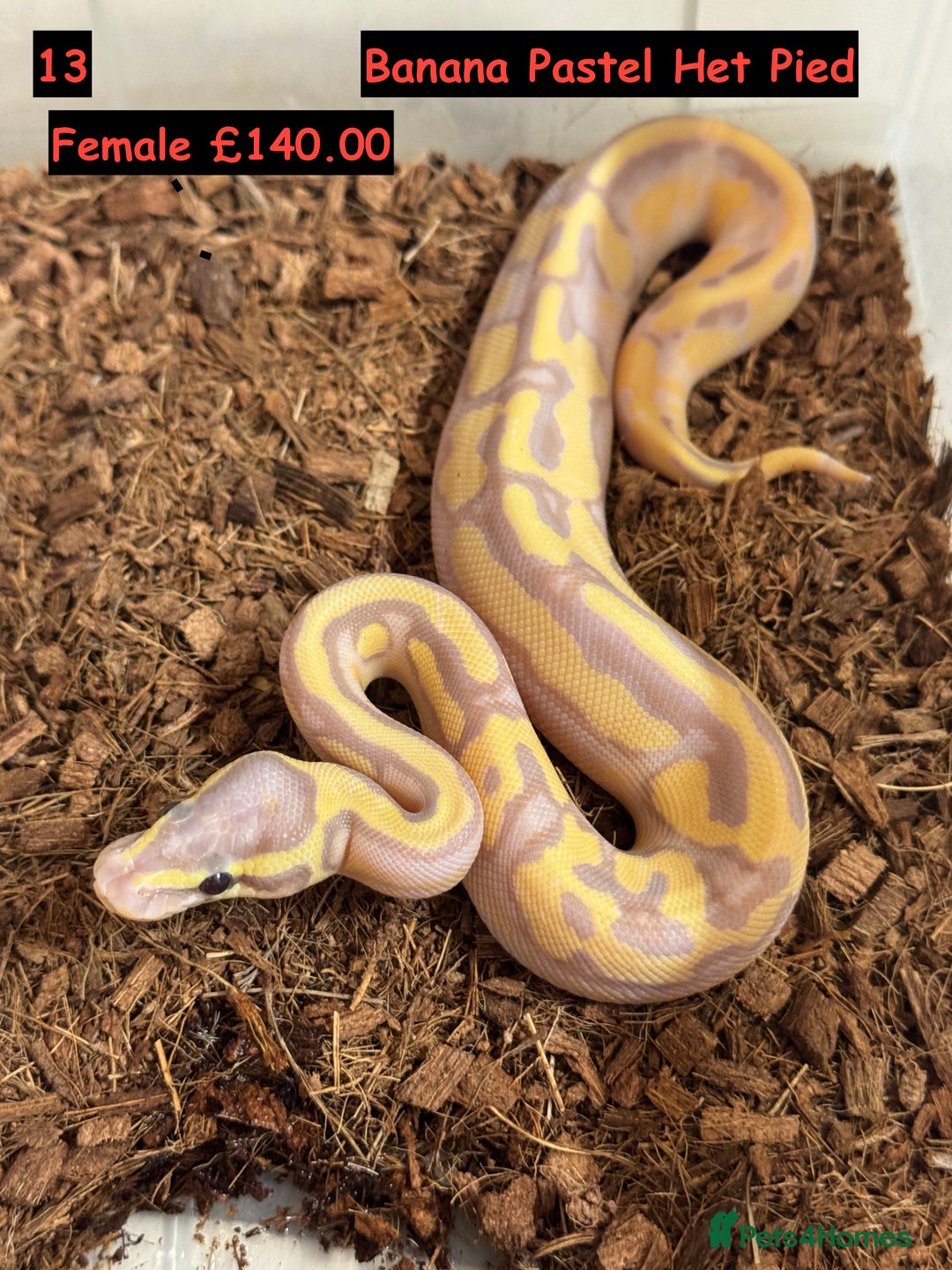 Python Snake reptiles for sale: Baby Ball Python's - Advert 13