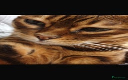 Bengal cats for sale: Bengal cat  - Image 3