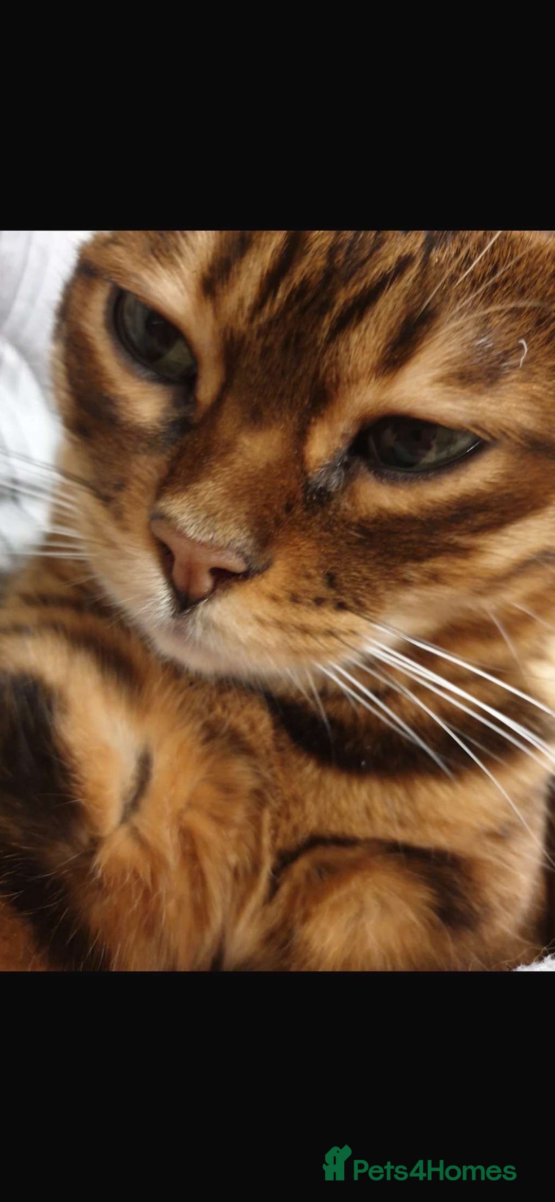Bengal cats for sale: Bengal cat  - Image 3