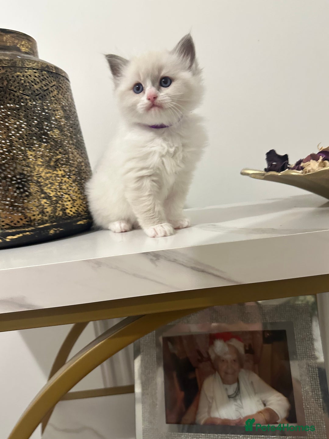 Ragdoll cats for sale: Cute Ragdolls kittens  - Advert 8