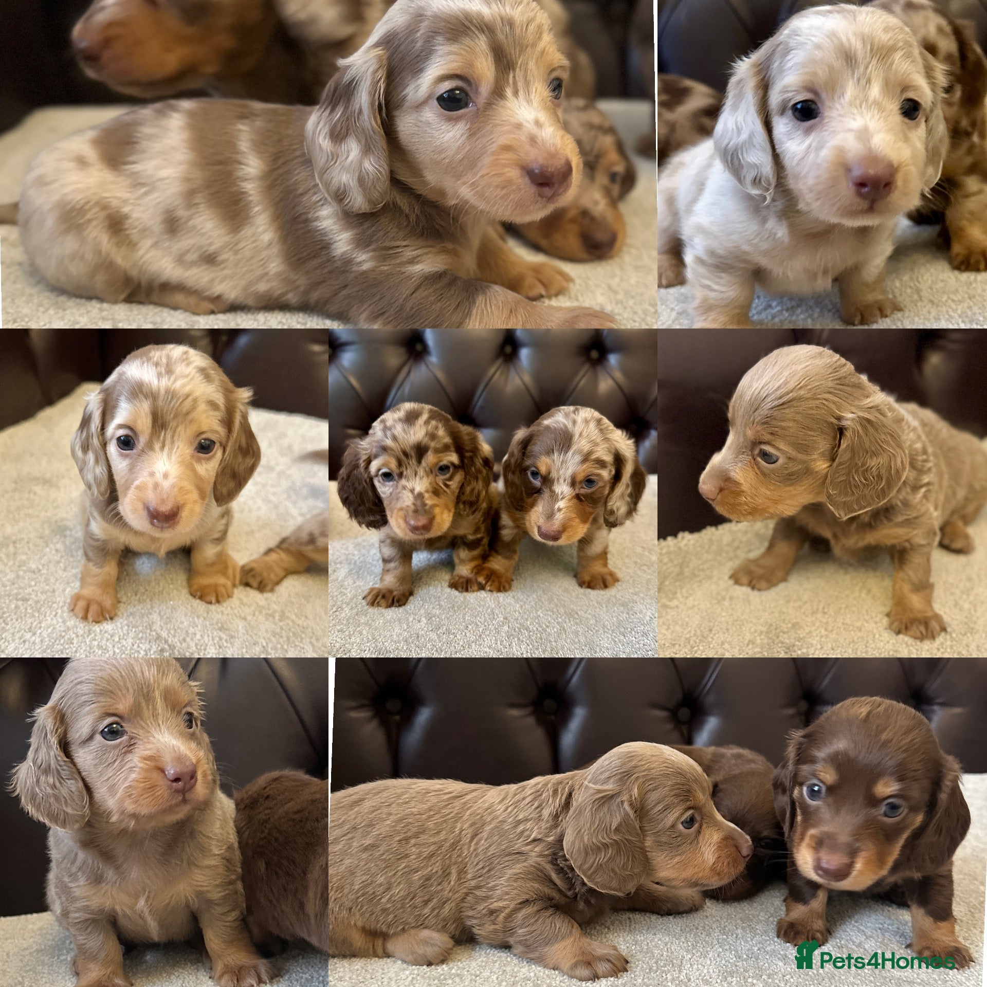 Miniature Dachshund dogs Dachshund miniature long hair  - Advert 6
