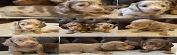 Miniature Dachshund dogs for sale: Dachshund miniature long hair  - Advert 1