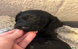 Mixed Breed dogs for sale: Beautiful Girl and Boy Cockadors  - Image 2