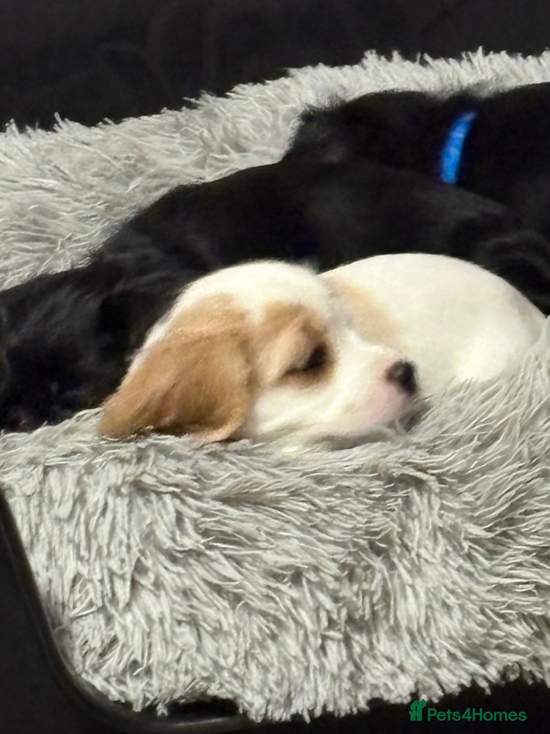 Cockalier dogs for sale: Cocker spaniel - Advert 37