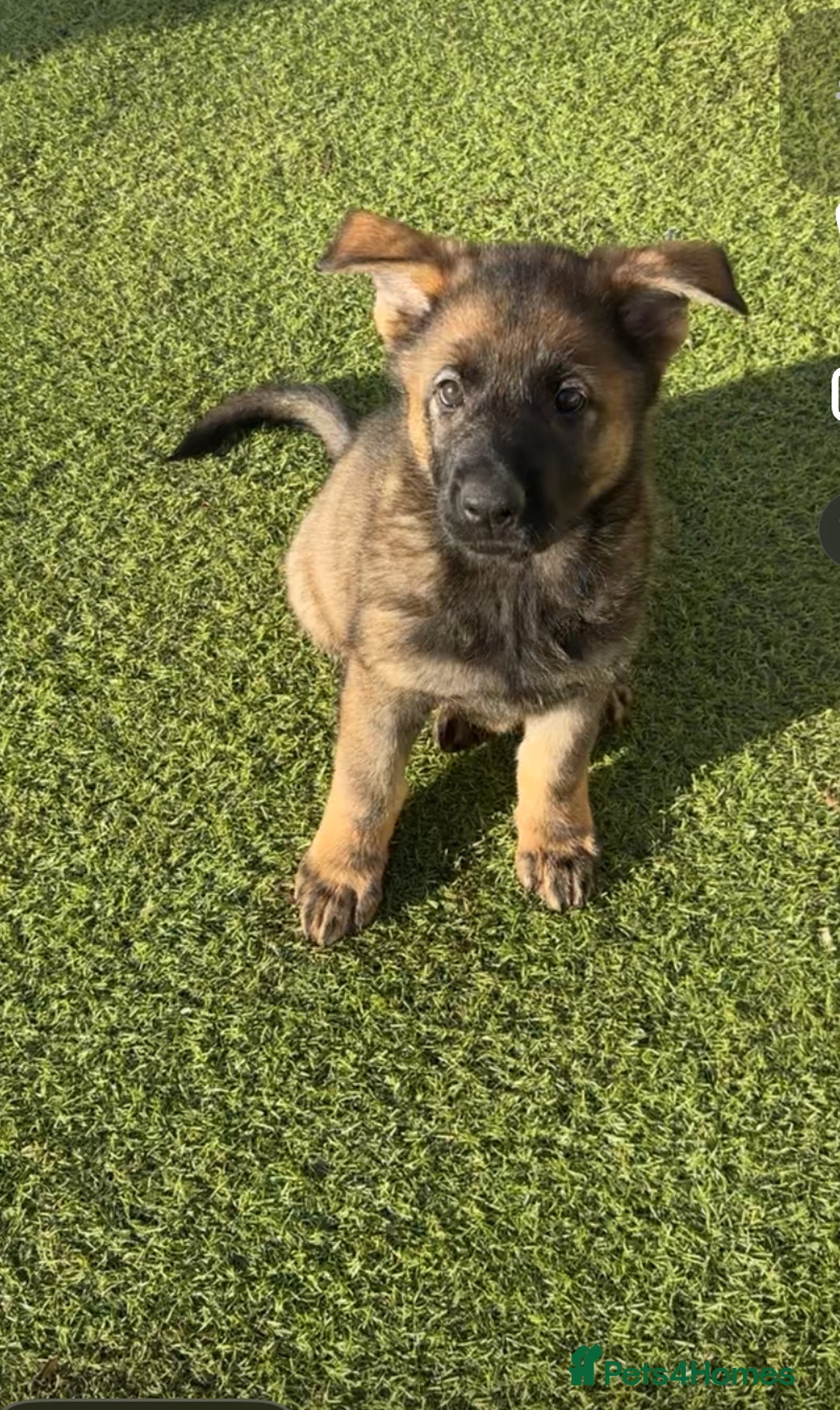 German Shepherd dogs for sale: 1 beautiful female German shepher kc reg working - Advert 13