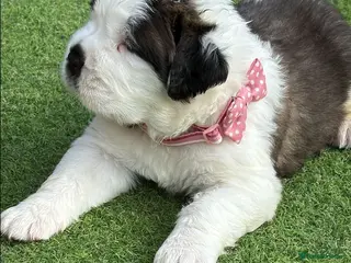 Saint Bernard dogs Gorgeous Saint Bernard pups - Advert 1