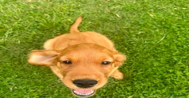 Mixed Breed dogs - Advert 5