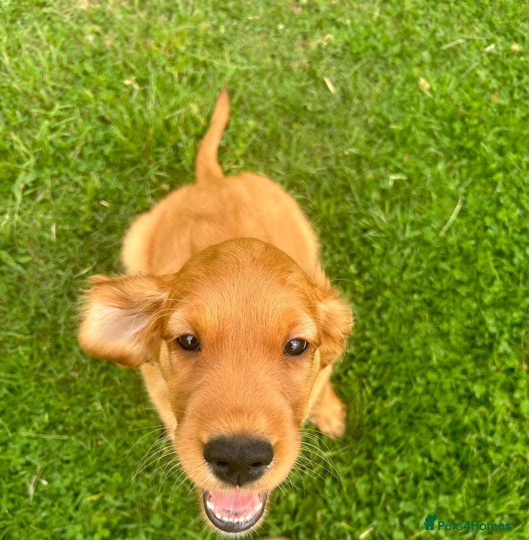 Mixed Breed dogs for sale: Rare Litter of Golden Irish puppies available  - Image 3