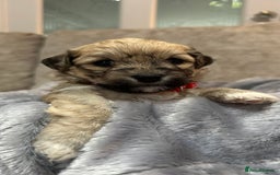 Mixed Breed dogs for sale: La Chon Puppies!  - Image 7