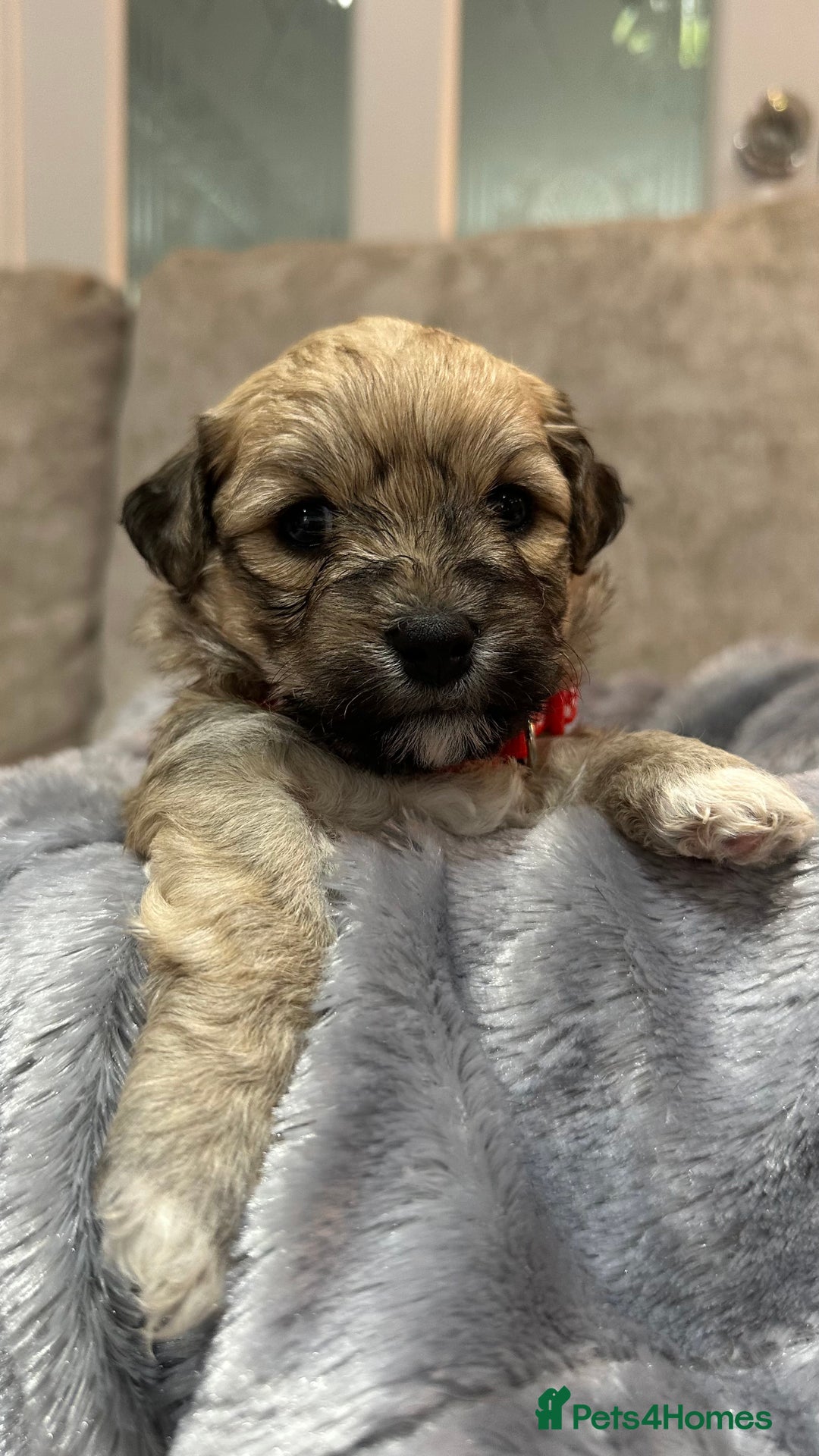 Mixed Breed dogs for sale: La Chon Puppies!  - Image 7