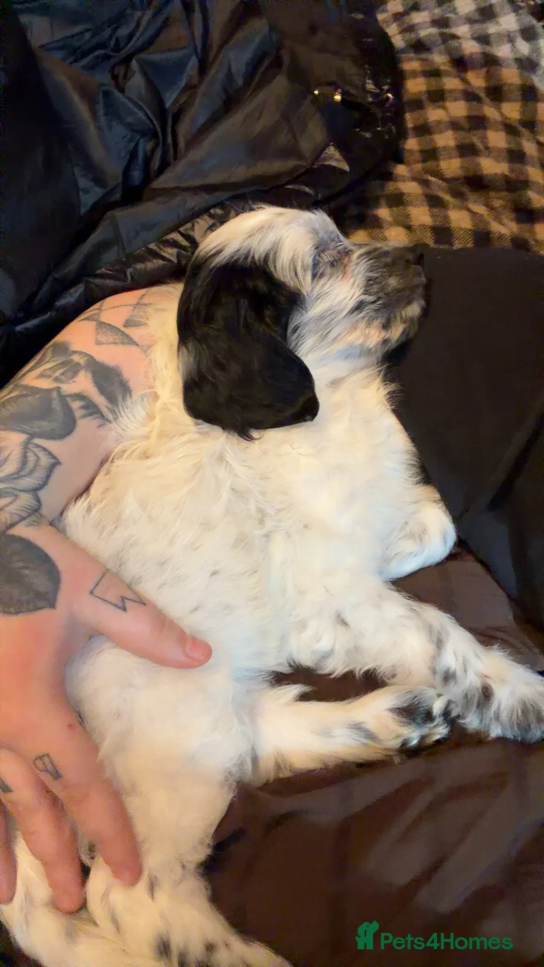 Cocker Spaniel dogs for sale: Coco spaniel 9 weeks old  in Oxted - Advert 1