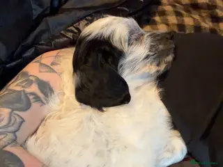 Cocker Spaniel dogs Coco spaniel 9 weeks old - Advert 1