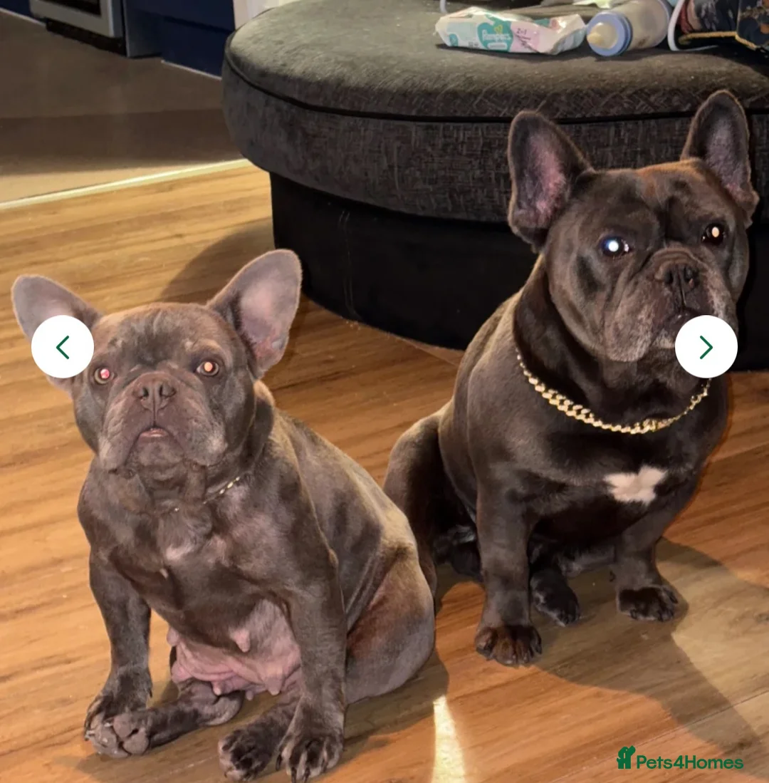 French Bulldog dogs for sale: DOTTIE🤎🩶 - Advert 5