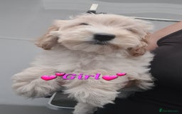 Cockapoo dogs for sale: Beautiful F1 Cockapoos- Ready Now  - Image 19