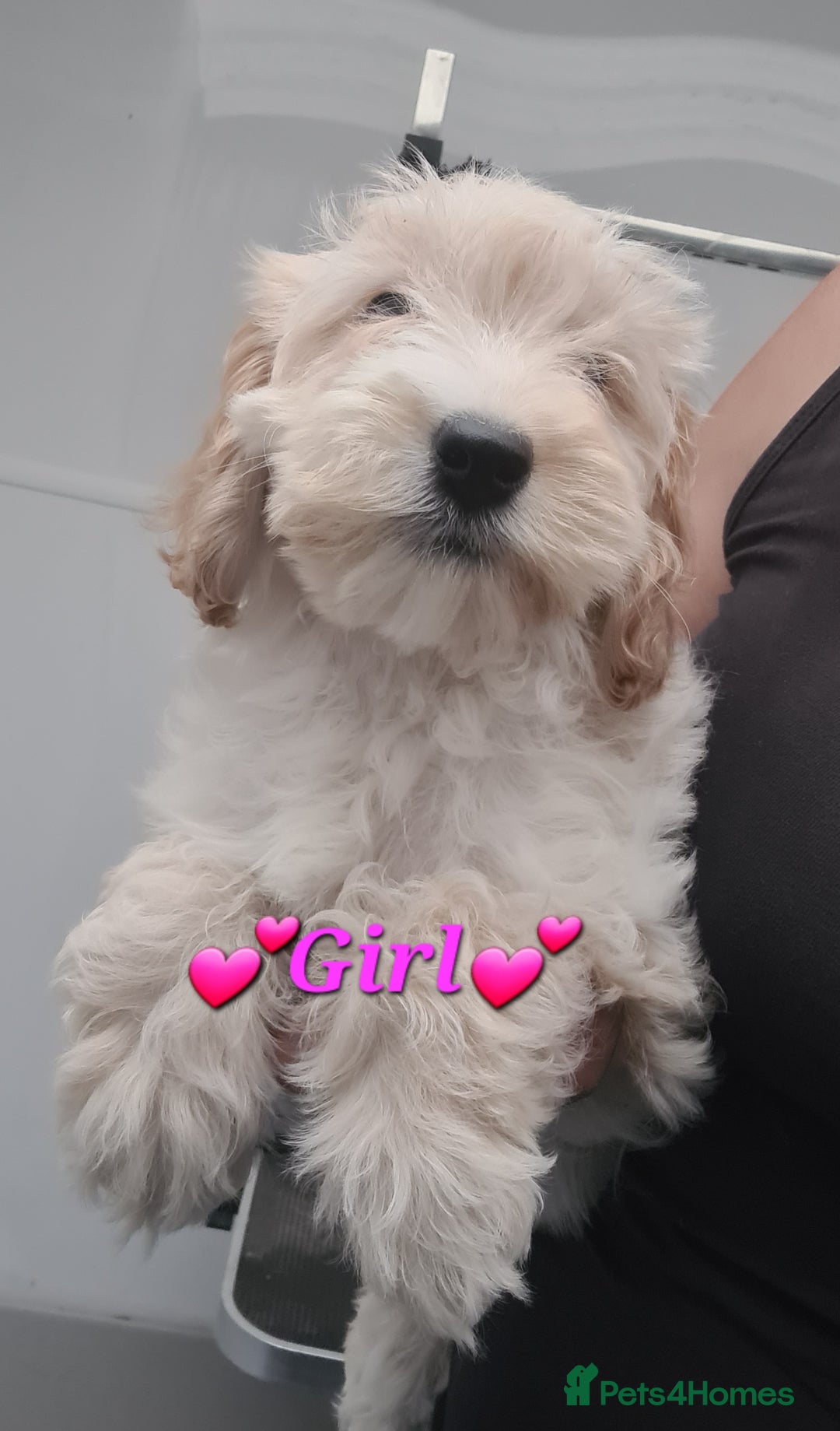 Cockapoo dogs for sale: Beautiful F1 Cockapoos- Ready Now  - Image 19