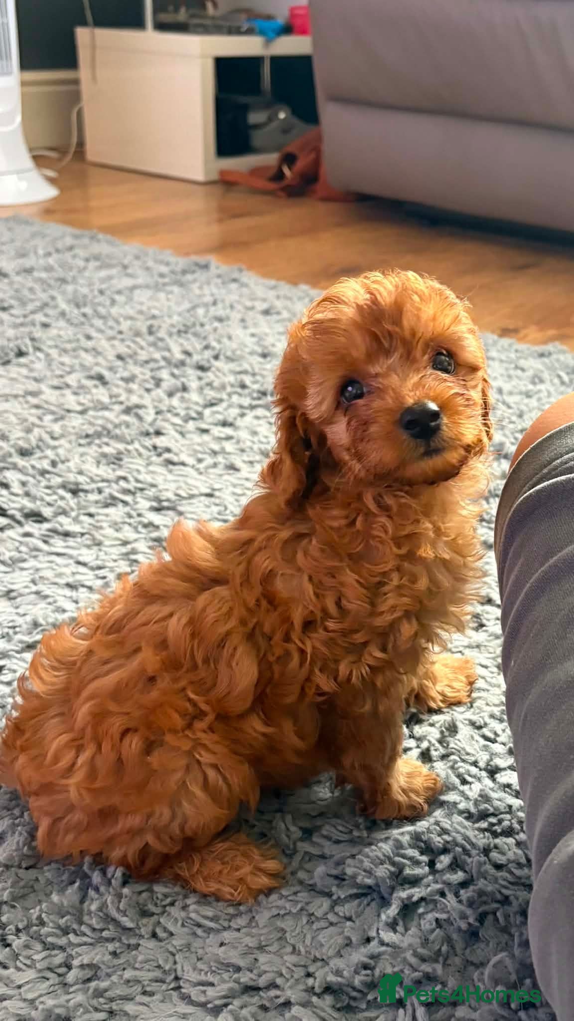 Cavapoo dogs Amazing Miniature cavapoo f1b puppies - Advert 1