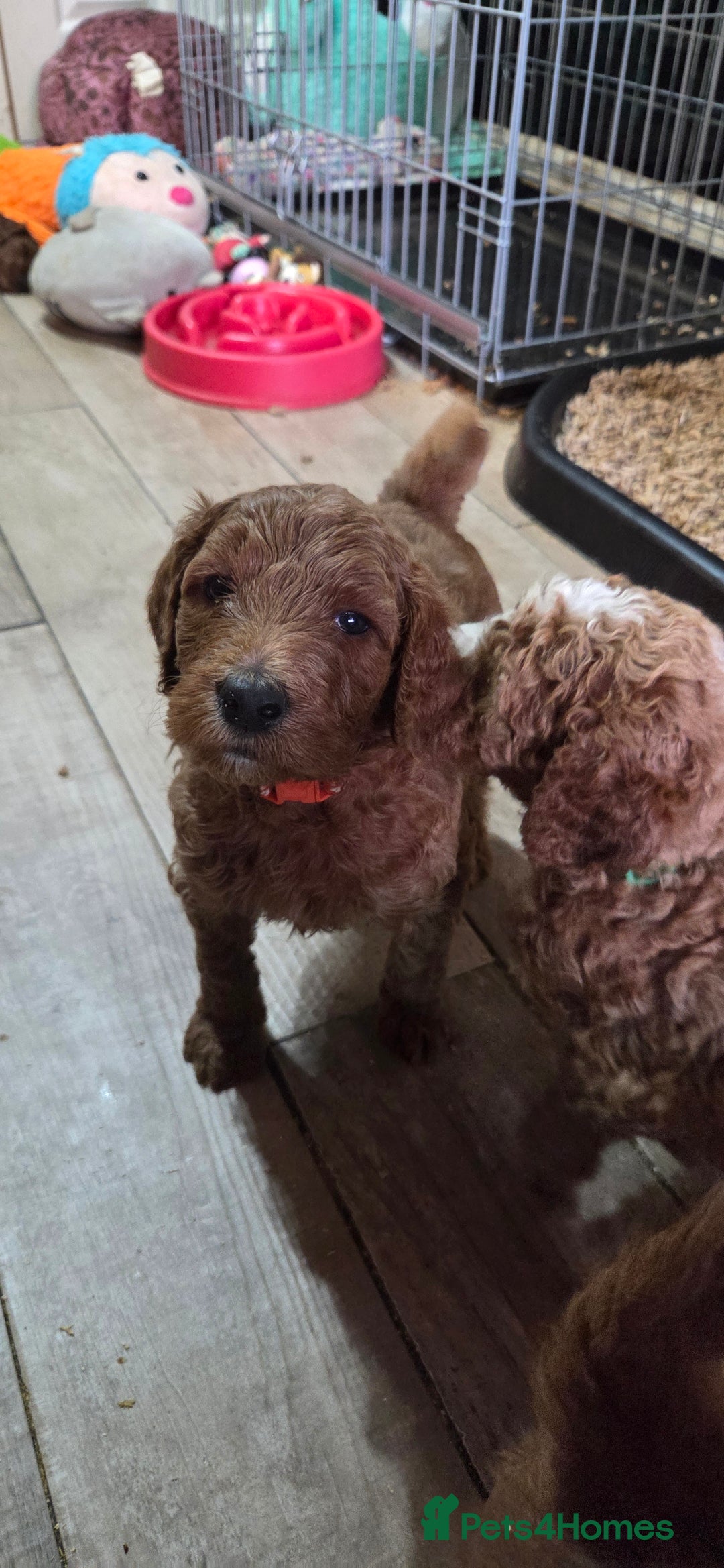 Irish Doodle dogs for sale: Irish Doodle Standard - Image 4