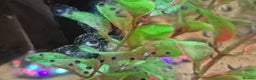 Other/Mixed Breed fish for sale: Axolotl fertilised eggs - Advert 1