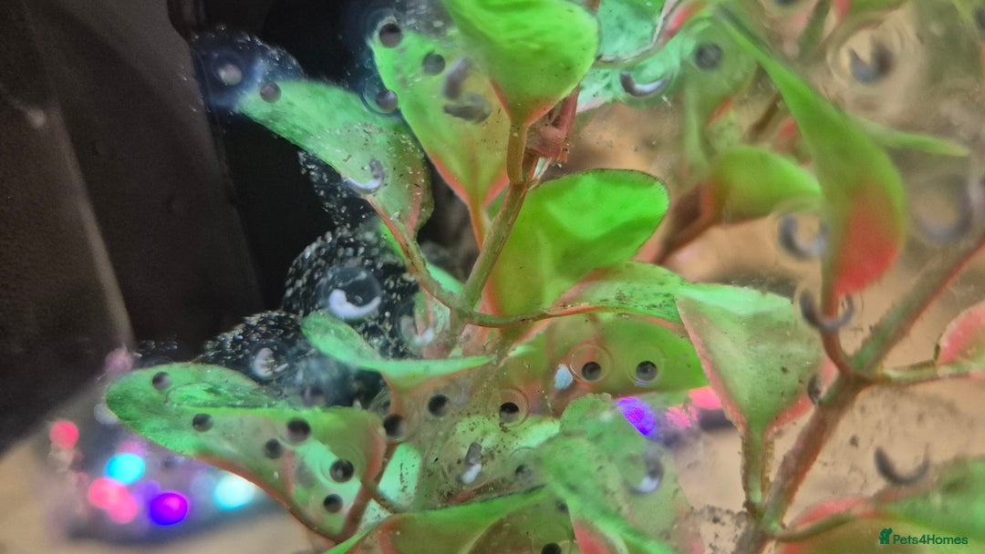 Other/Mixed Breed fish for sale: Axolotl fertilised eggs - Advert 1