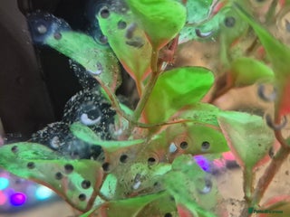 Other/Mixed Breed fish Axolotl fertilised eggs - Advert 1