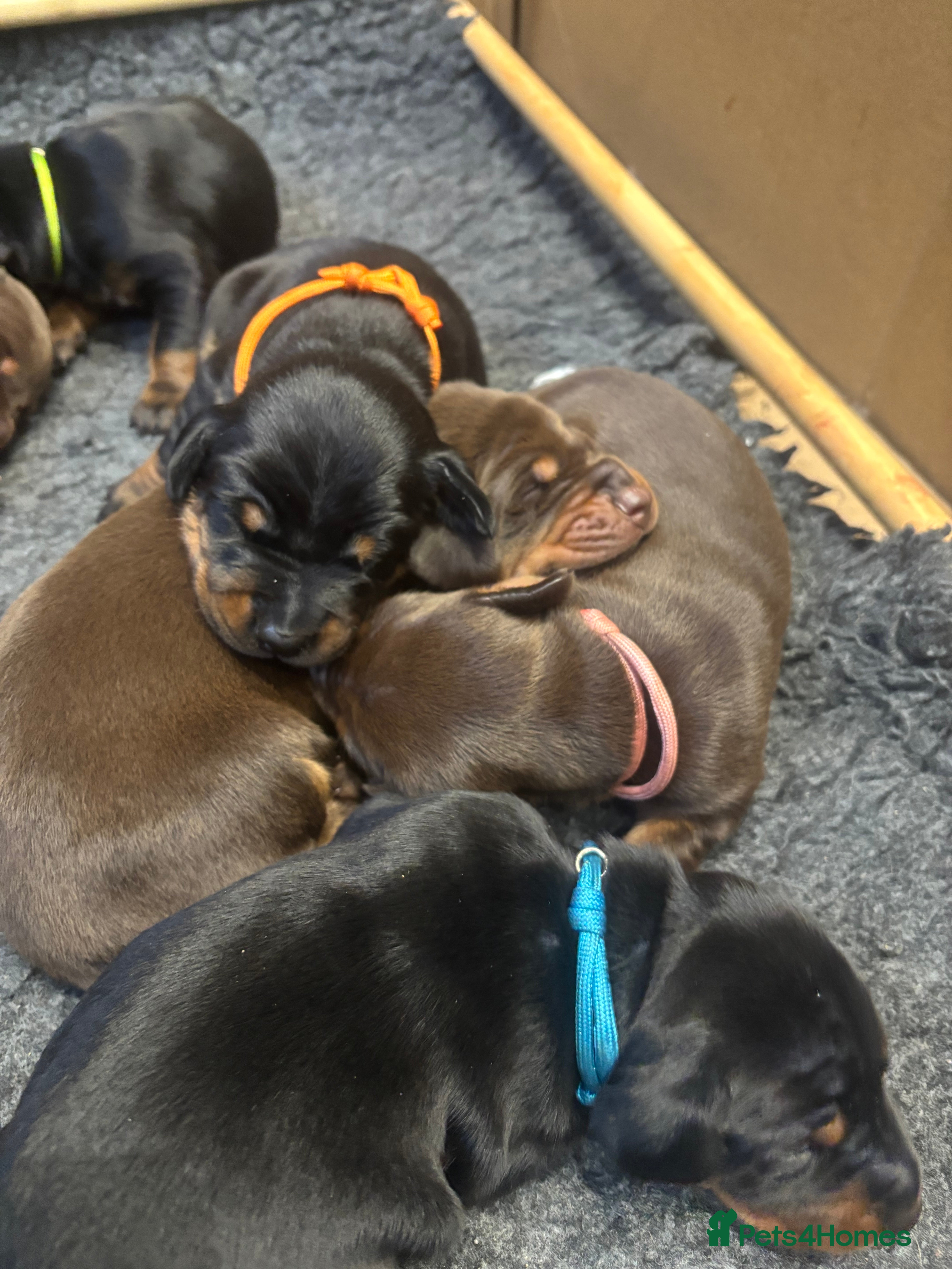 Dobermann dogs Beautiful chunky Dobermans - Advert 14