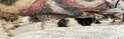 Domestic Shorthair cats for sale: 7 Bundles of fur 🤍🐾 - Advert 12