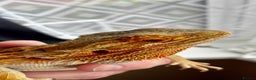 Bearded Dragon reptiles for sale: Beautiful Female bearded dragon with full set up  - Advert 5