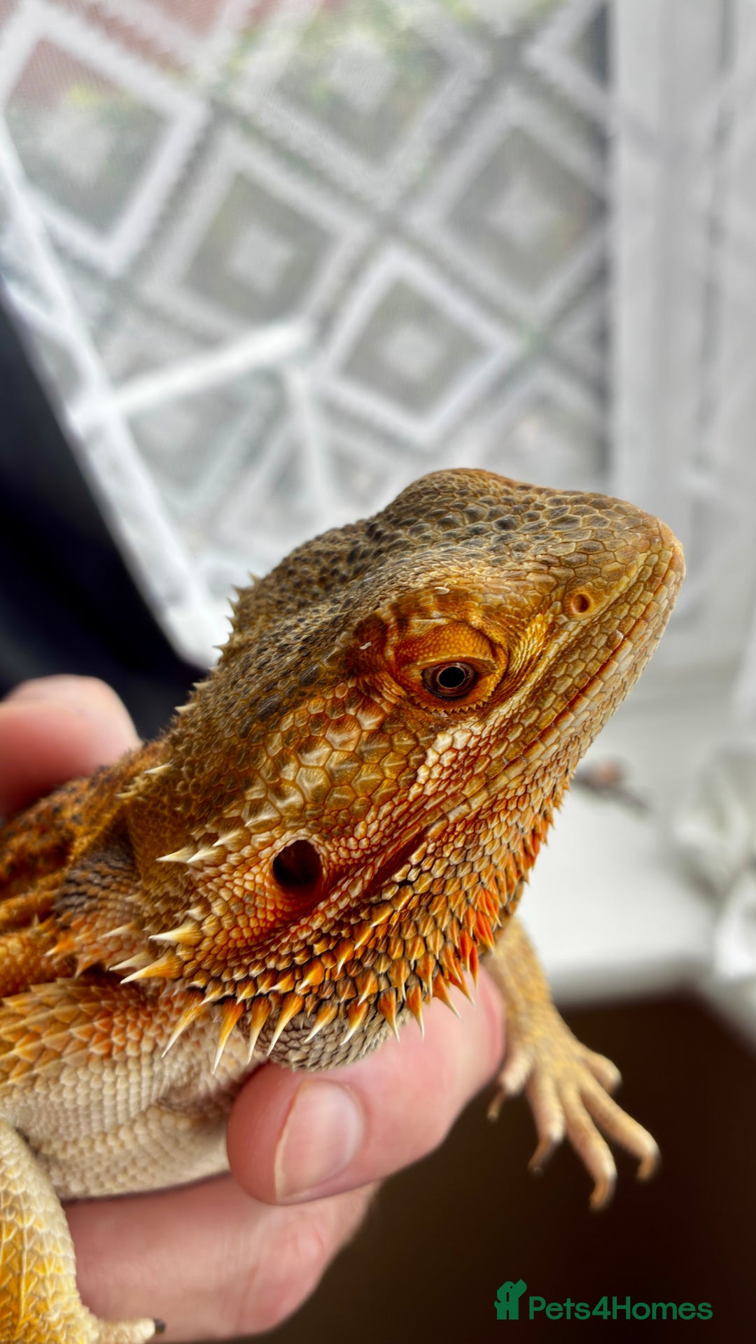 Bearded Dragon reptiles for sale: Beautiful Female bearded dragon with full set up  - Advert 5