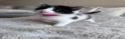 Mixed Breed cats for sale: Ragdoll x tuxedo  - Advert 9